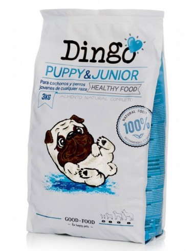 Dingo Puppy & Junior